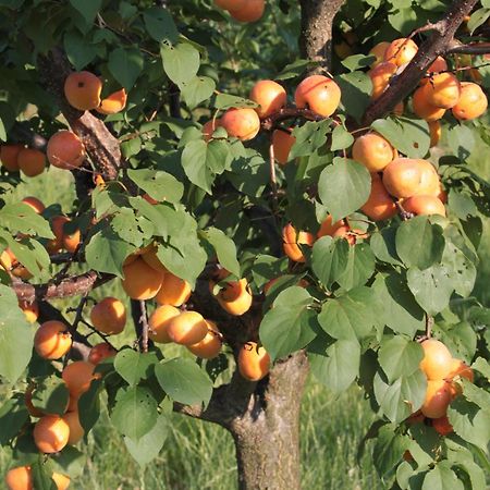 Agriturismo I Ciliegi Appartamento Ginestra Montignano エクステリア 写真