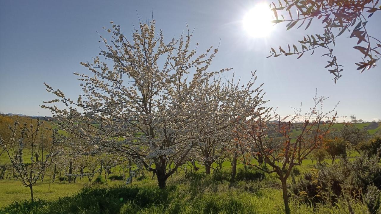 Agriturismo I Ciliegi Appartamento Ginestra Montignano エクステリア 写真