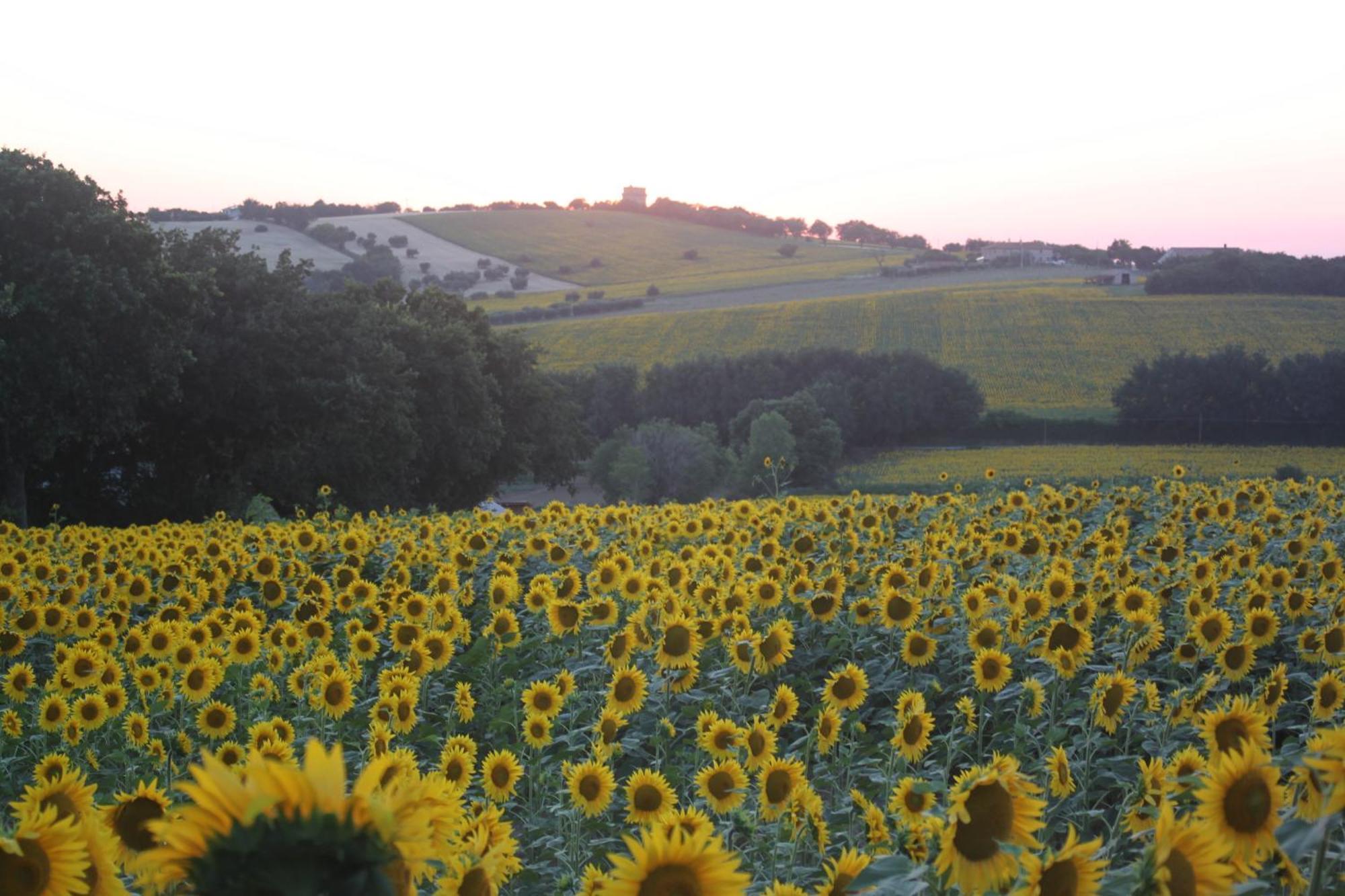 Agriturismo I Ciliegi Appartamento Ginestra Montignano エクステリア 写真