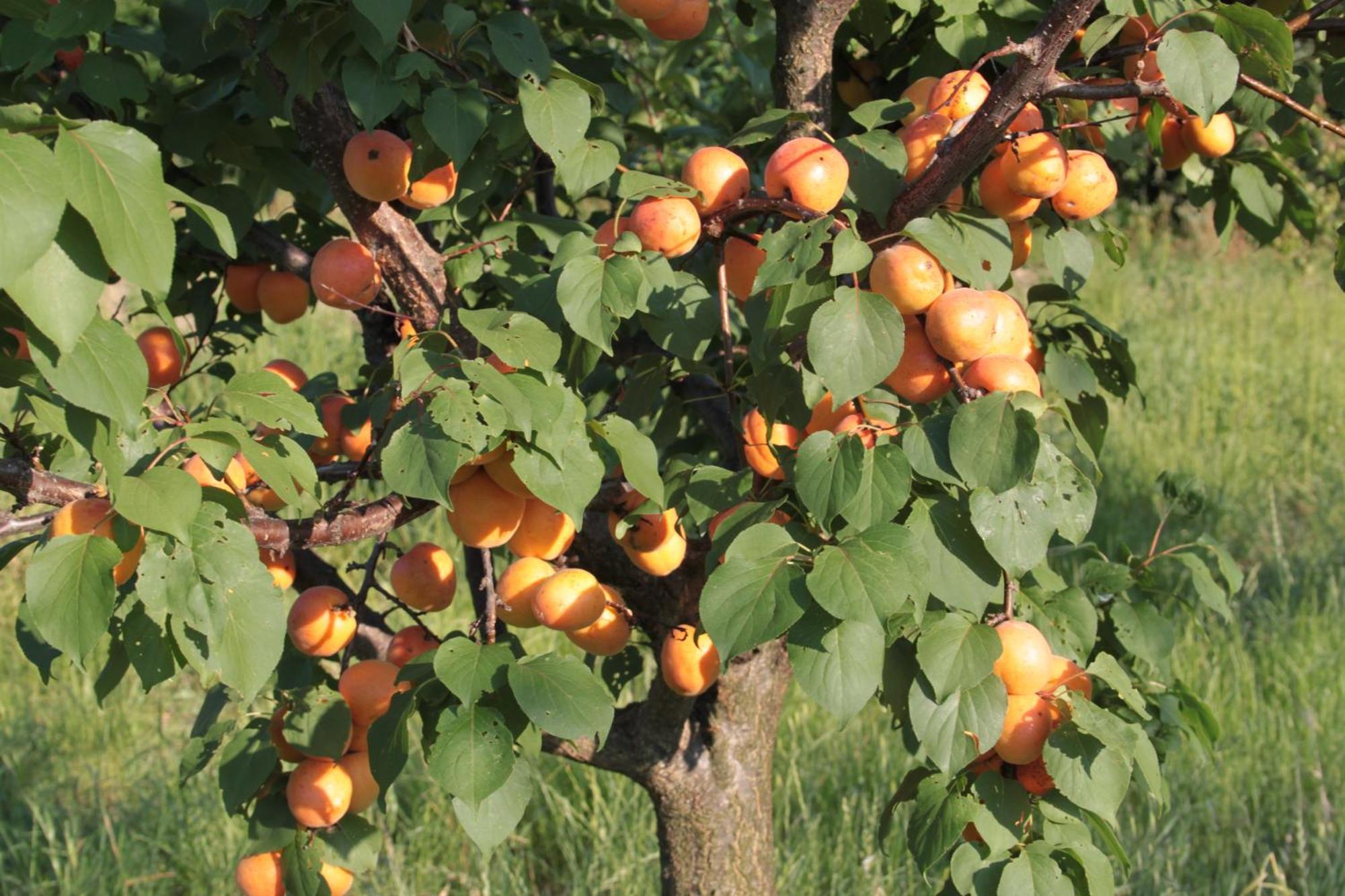 Agriturismo I Ciliegi Appartamento Ginestra Montignano エクステリア 写真